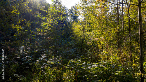 Wallpaper Mural Feld - Wald - Wiesen - Luftaufnahme Torontodigital.ca