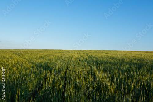 Field of fresh green wheat and blue sky on a background