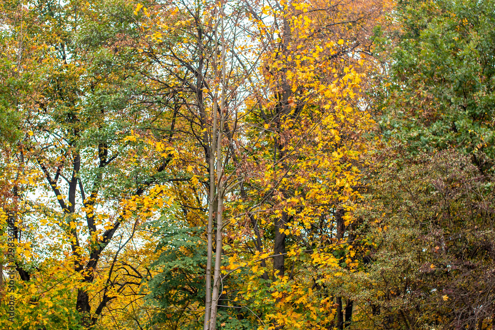 Autumn forest in different colors. Yellow, green, red leaves of trees.