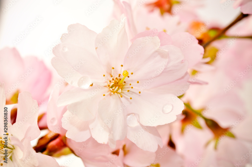 pink flowers on a white background pink flowers on a white background