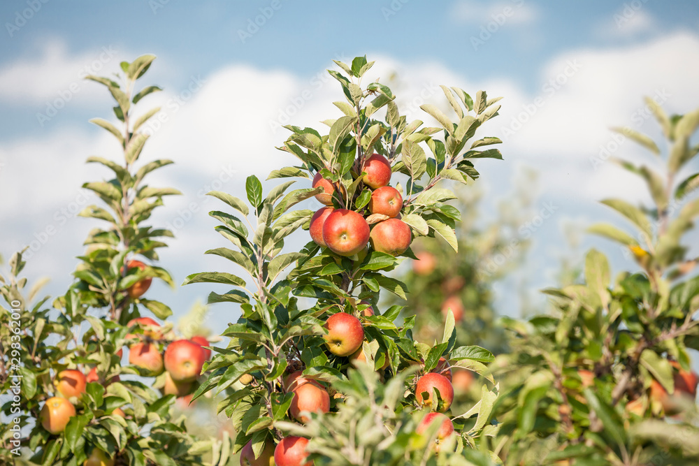 Köstliche frische rote Äpfel hängen an einem Apfelbaum mit einem hellblauen Himmel im Hintergrund.