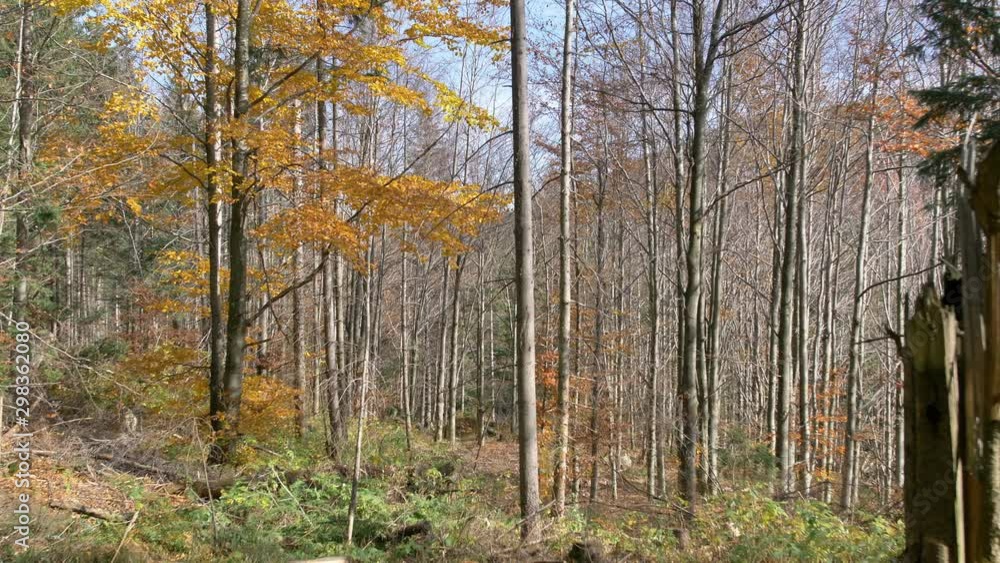 Morning in beautiful wood, with old, great trees.
