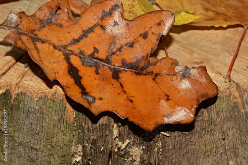 yellow leaf on tree bark © Alexander