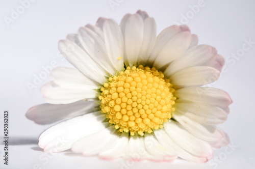 daisy on white background