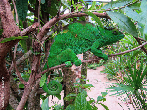 Madagascar endemic panther green chameleon at jungle Lokobe Reserve, Nosy Be in Madagascar photo