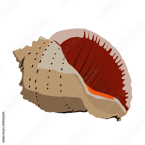 ocean shell realistic vector illustration isolated