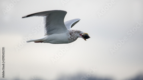 A juvenile Herring Gull flying with a clam. photo