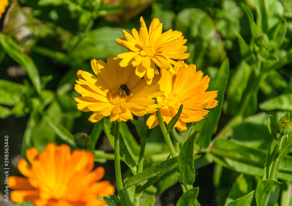 Fototapeta premium Orange marigold flower with a sitting bee on a bright sunny day