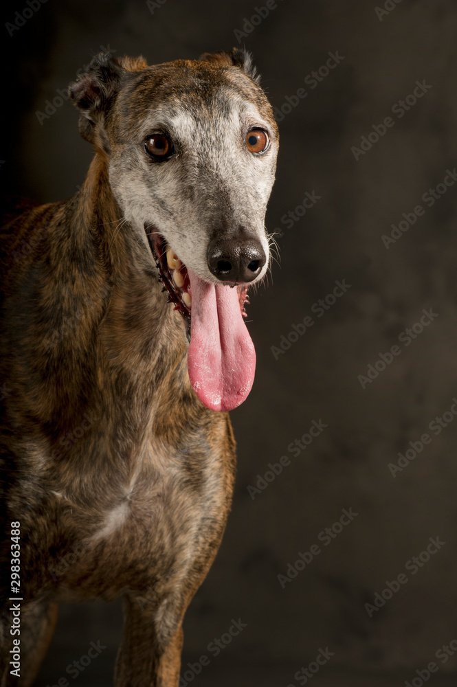 Nice portrait of a large brindle greyhound