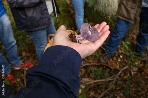 Close-up of Wood blewit Lepista nuda mushroom photo