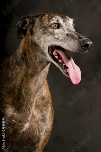 Portrait of a large brindle greyhound with his mouth open © Skaiste