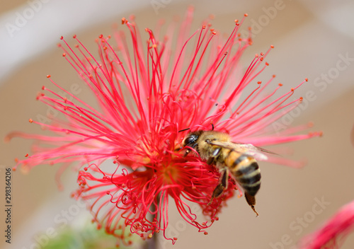 bee on bottlebrush
