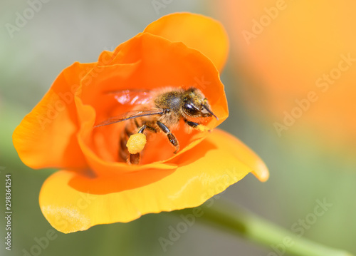 bee on California poppy © Susie
