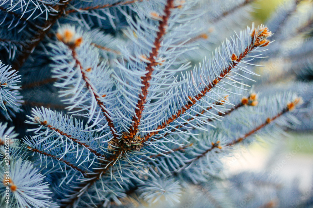 Branches of blue spruce is covered with frost. Beautiful christmas background
