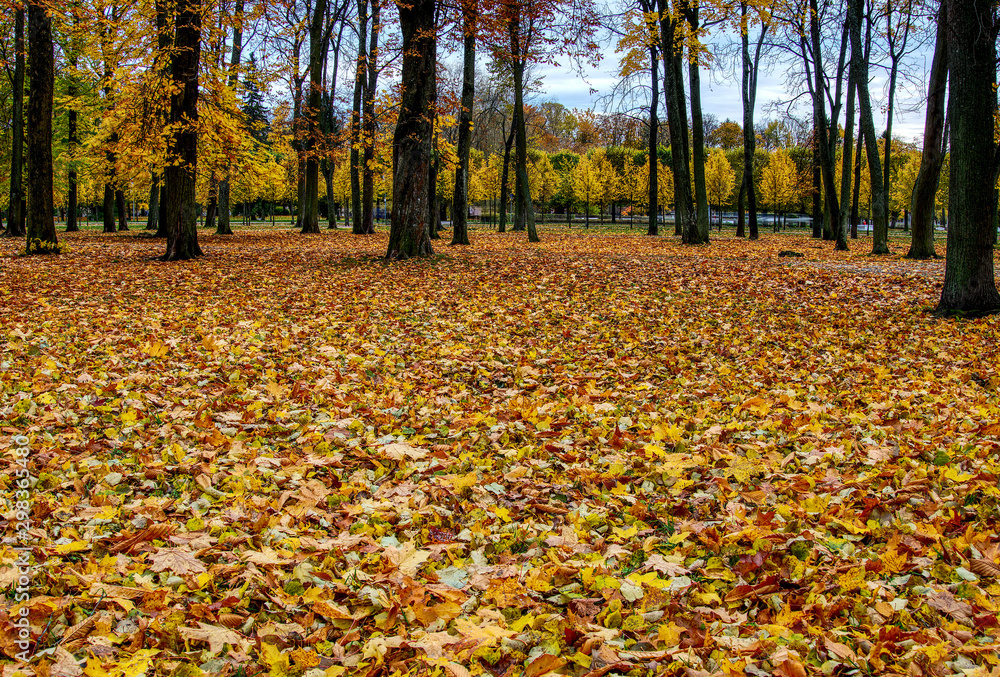 Coloured maple leaves in the fall. well convey the mood of autumn Close up orange leaves on ground with forest on background. HDR Coloured maple leaves in the fall. well convey the mood of autumn Close up orange leaves on ground with forest on background. HDR