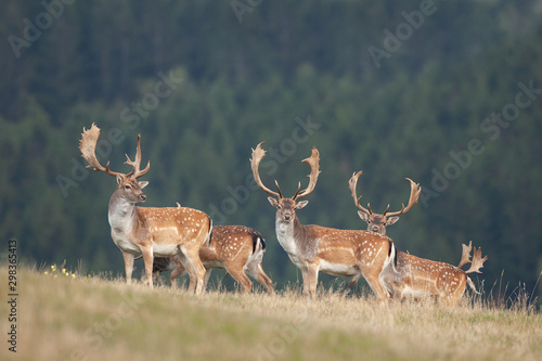 Foto Fallow deer, dama dama, Czech forest