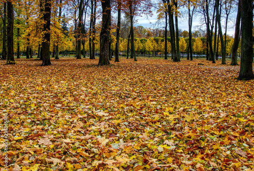 Coloured maple leaves in the fall. well convey the mood of autumn Close up orange leaves on ground with forest on background. HDR