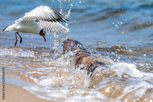 Eine Lachmöwe am Ostseestrand