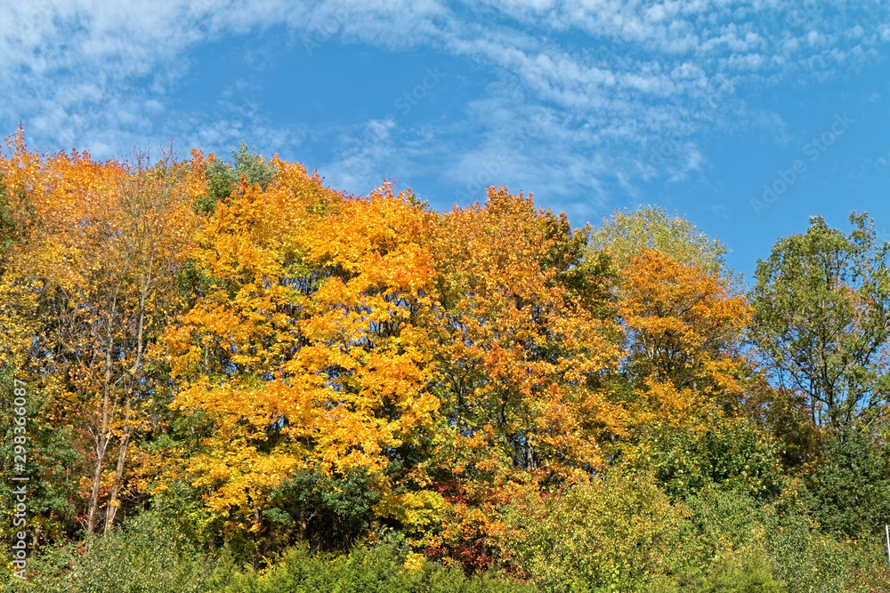 Forest trees in autumn. Forest trees in autumn.