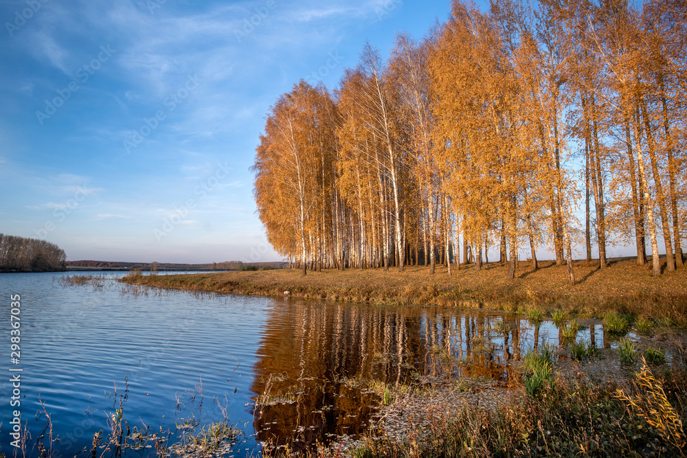 White trunks of birch trees and yellow foliage