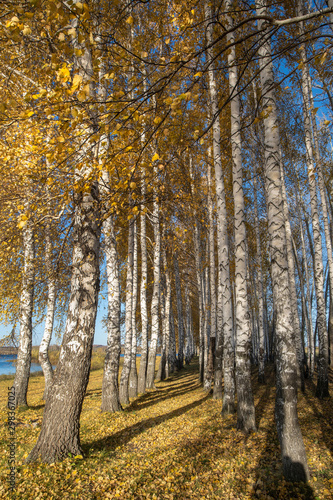 White trunks of birch trees and yellow foliage