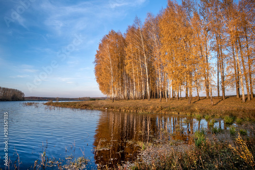 White trunks of birch trees and yellow foliage