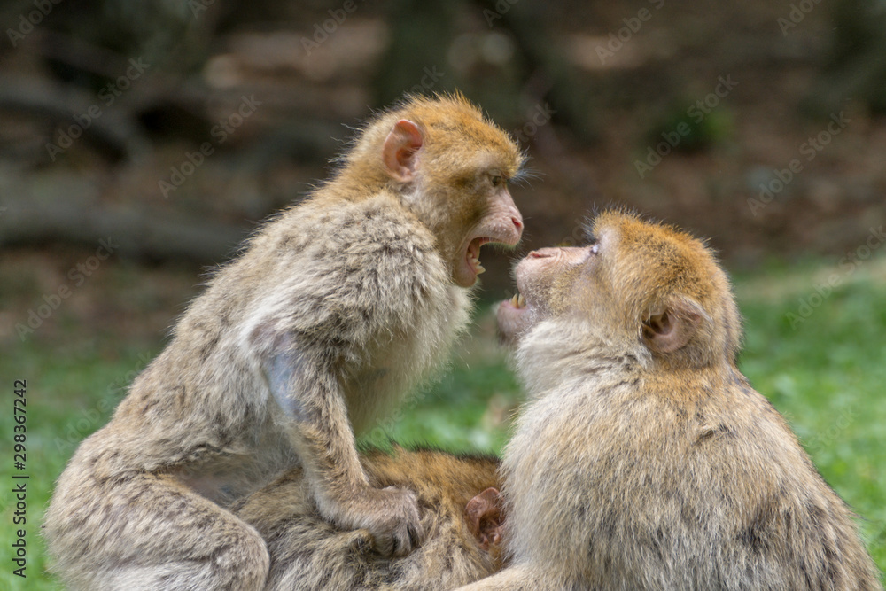 Obraz premium Barbary Macaque, also known as a Barbary Ape