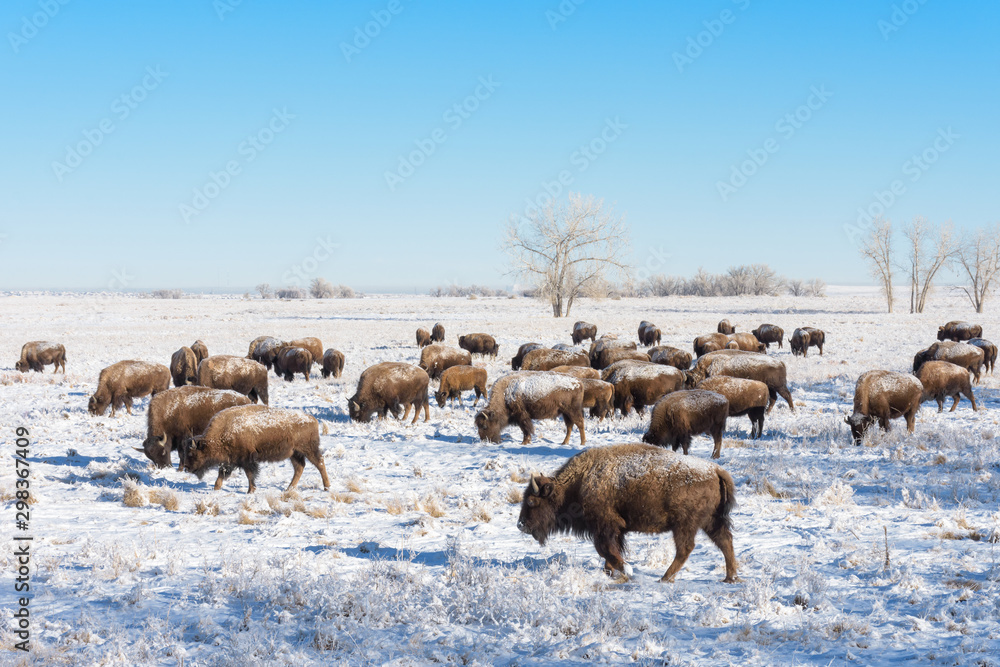 Naklejka premium American Bison on the High Plains of Colorado