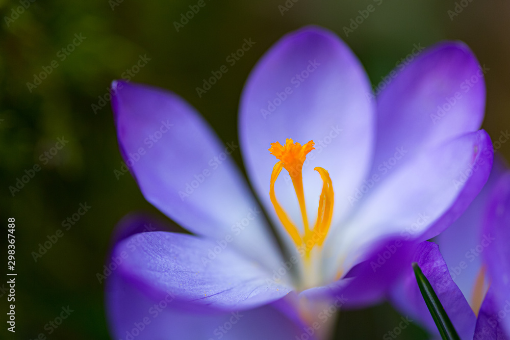 Fototapeta premium Feuille de crocus (safran)