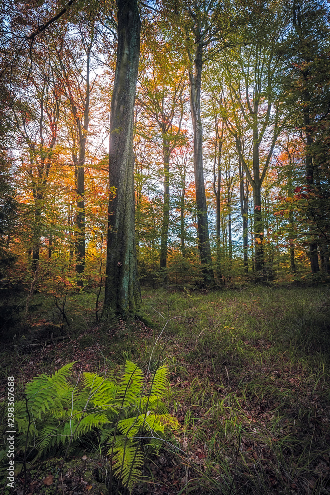 Obraz premium Piękny zachód słońca w lesie, jesienne kolory lasu