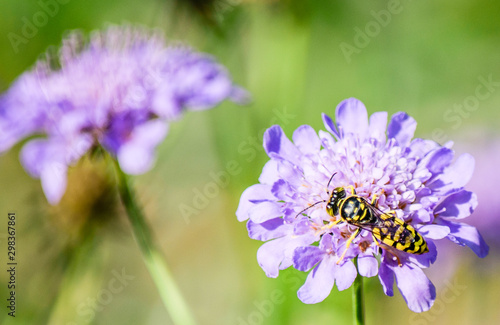 insect on purple flower