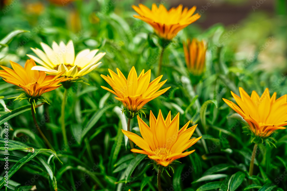 Beautiful of the Gazania liners flower Beautiful of the Gazania liners flower