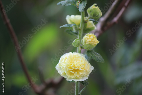 Alcea Chaters Double Yellow - Hollyhock (Althea)