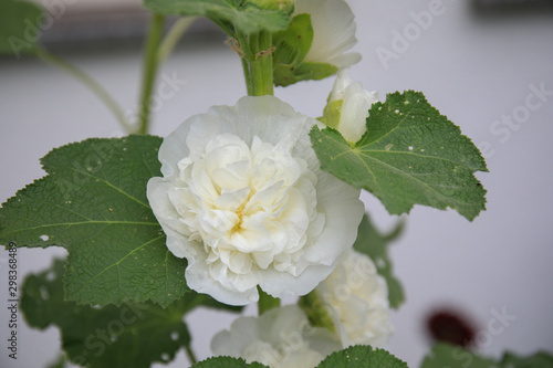White hollyhock (alcea rosea)