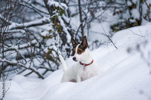 Low angle view of a small Jack Russell Terrier dog standing in a snow covered hillside with winter forest in the background