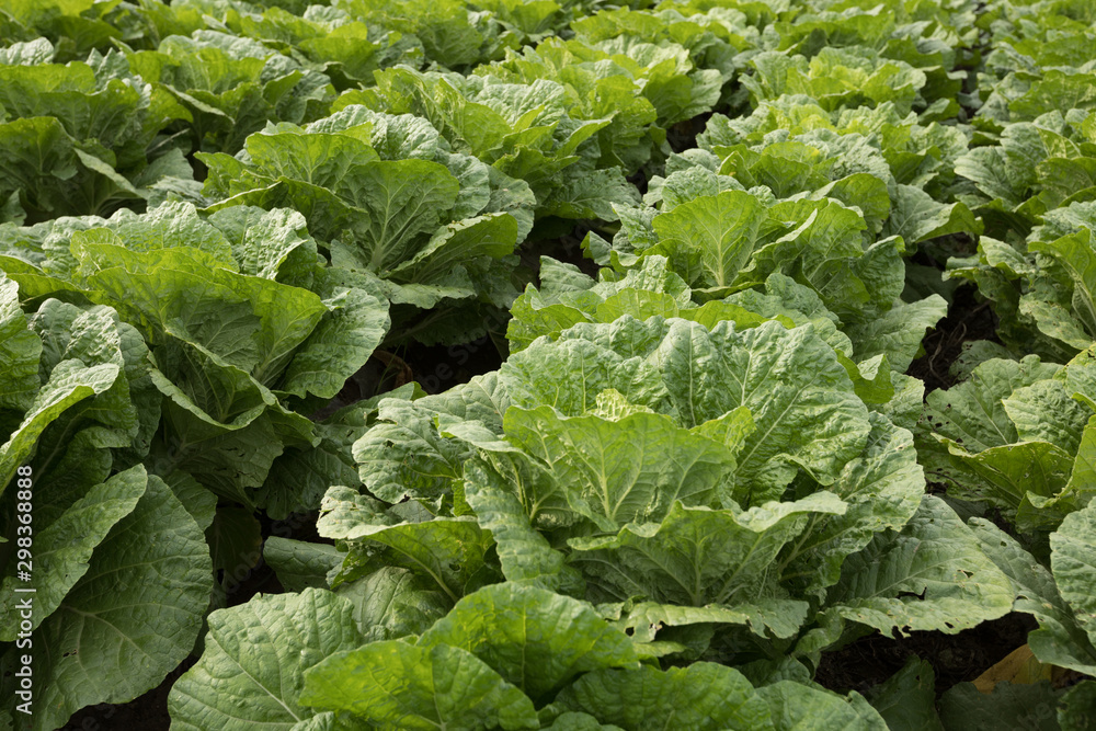 Chinese cabbage field at northern China Chinese cabbage field at northern China