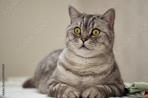 Funny cat lies on the table and looks forward. The cat lies and looks with an interested look.