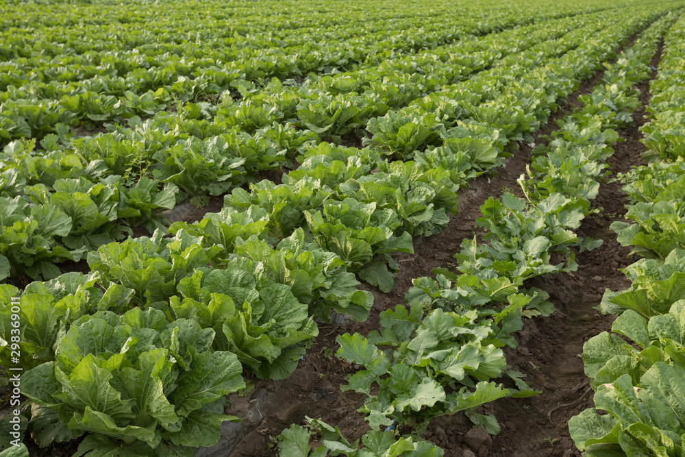 Chinese cabbage crop growing at field Chinese cabbage crop growing at field