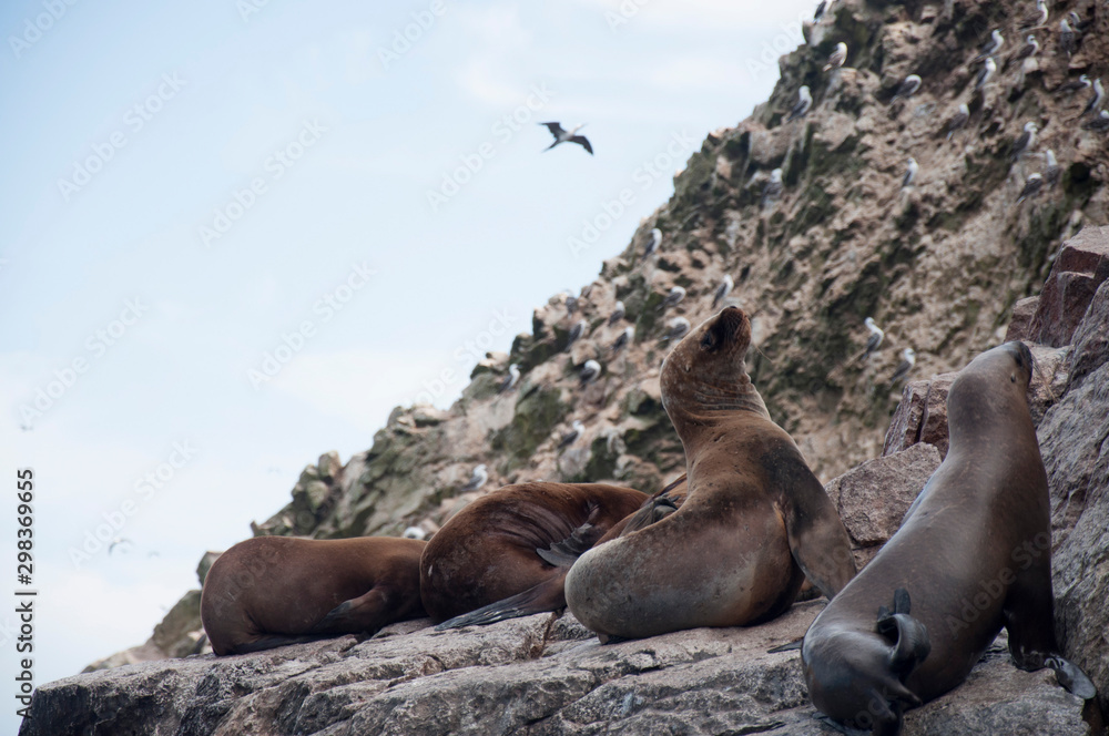 Fototapeta premium Sea Lion Family 4