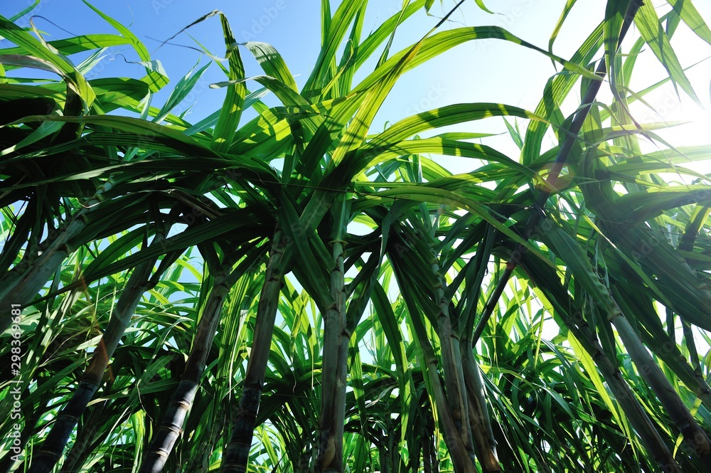 Closeup of sugarcane plants growing at field Closeup of sugarcane plants growing at field