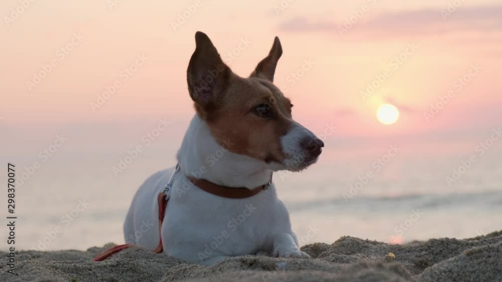 A portrait of a Jack Russell dog lies on the sand by the sea against a background of blue clouds and looks at the owner, moving its ears against the backdrop of a rising pink sun disk at sunrise. Pet A portrait of a Jack Russell dog lies on the sand by the sea against a background of blue clouds and looks at the owner, moving its ears against the backdrop of a rising pink sun disk at sunrise. Pet