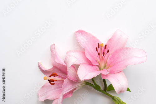 High angle view of pink lily blossoms on white background with copy space (selective focus)