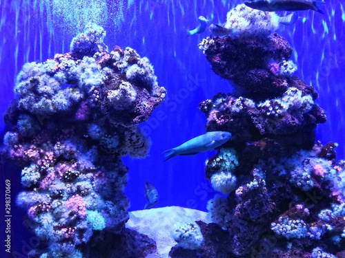 red coral and tropical fish