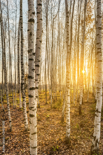 birch grove in the rays of the setting sun  trees are lit by the warm autumn sun in the evening  wildlife landscape background