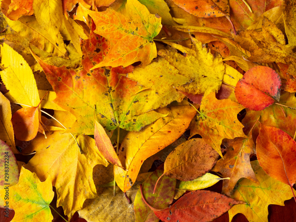 yellow leaves 2 yellow leaves 2
