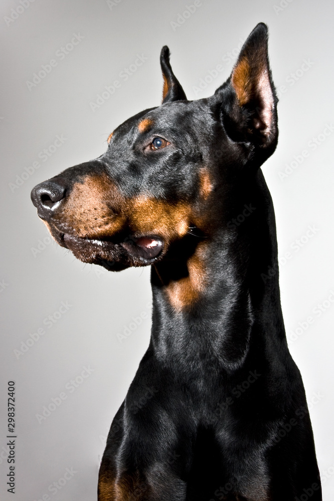 Doberman dog portrait on white background. Side profile