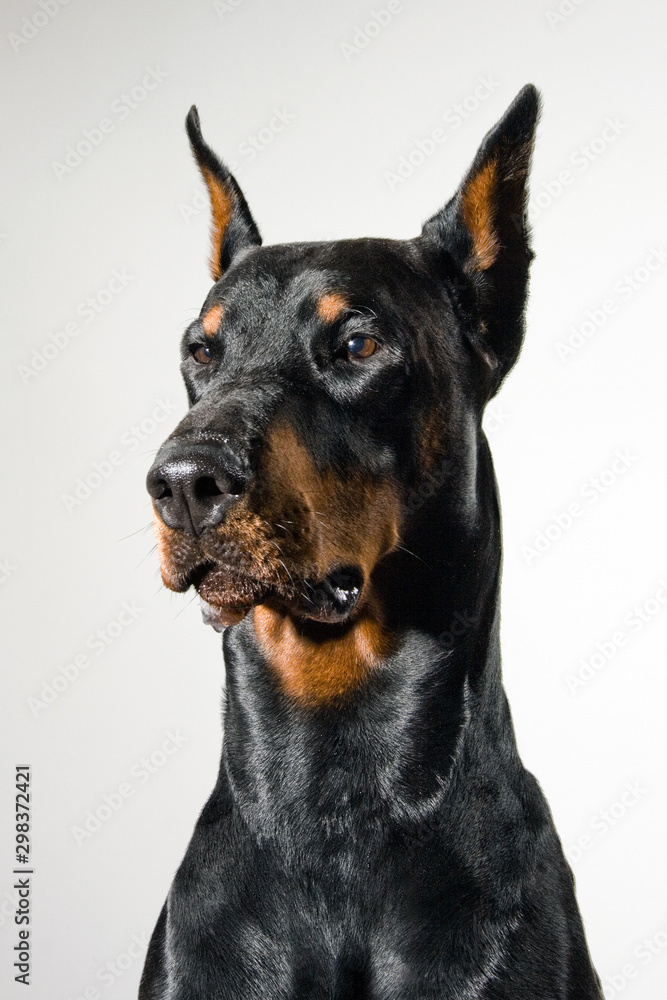 Doberman dog portrait on white background