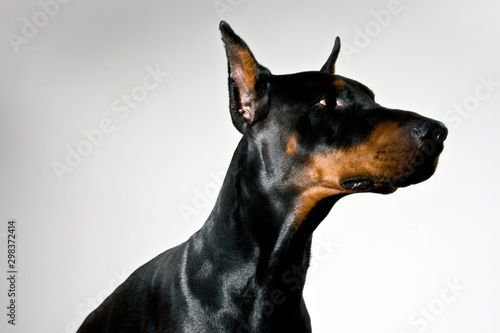 Doberman dog portrait on white background. Side profile.