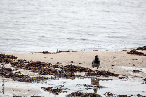 A crow among seaweed on a sandy beach