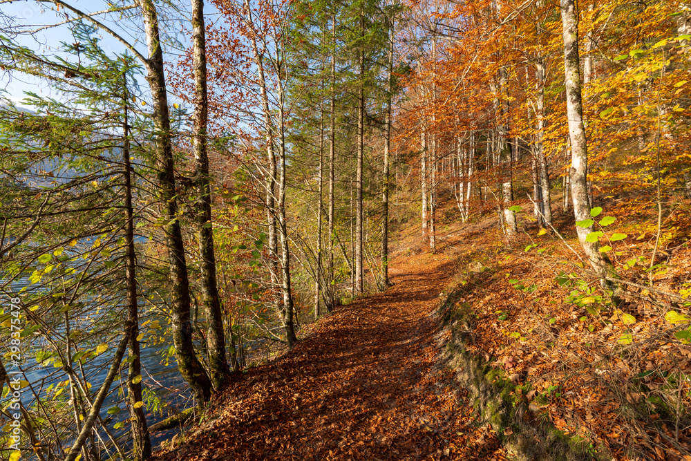 Wanderweg durch den Wald am Almsee im Herbst Wanderweg durch den Wald am Almsee im Herbst